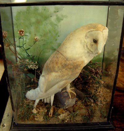 rowebarnowl[1].jpg